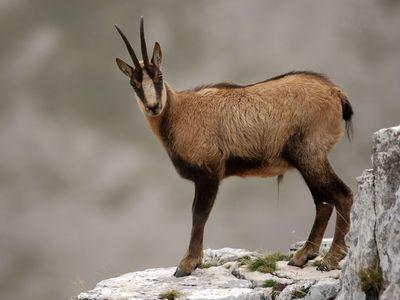 What is a Chamois?