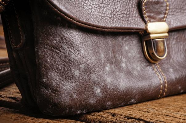 What is Mold and How Does it Affect Leather?