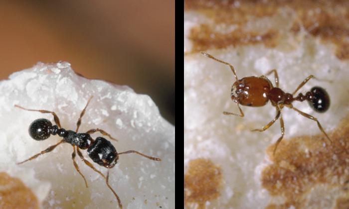 What: Understanding the Ant Problem