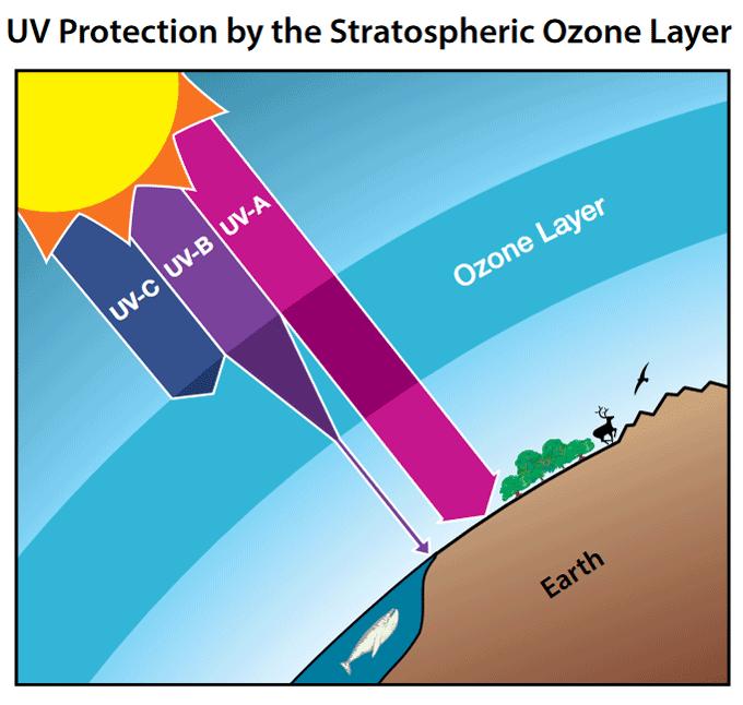 Where Does Ozone Damage Happen in Cars?