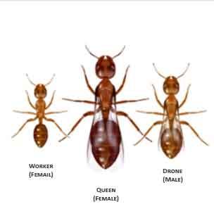 Who: Identifying the Ant Species