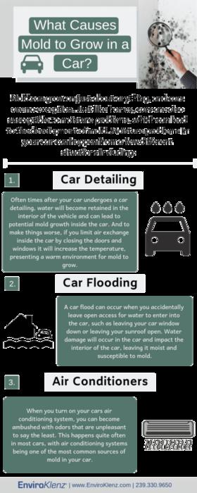 Why Does Mold Grow in Cars?