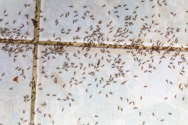 Why: The Importance of Addressing Ant Infestations