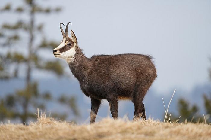 Why Use a Chamois for Drying Your Car?